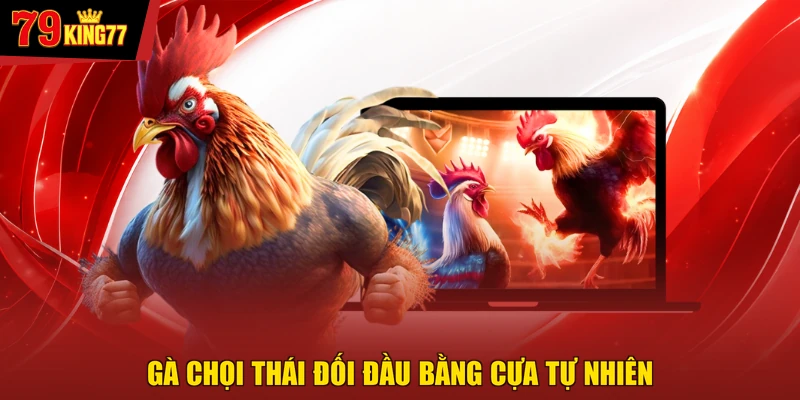 Đá gà - Gà chọi Thái đối đầu bằng cựa tự nhiên